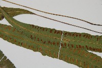 單葉雙蓋蕨藏品圖，第4張