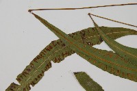 單葉雙蓋蕨藏品圖，第5張