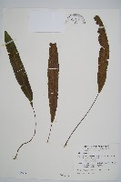 單葉雙蓋蕨藏品圖，第1張