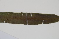 單葉雙蓋蕨藏品圖，第3張