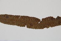 單葉雙蓋蕨藏品圖，第5張