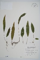 單葉雙蓋蕨藏品圖，第1張