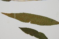 單葉雙蓋蕨藏品圖，第3張