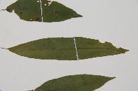 單葉雙蓋蕨藏品圖，第5張