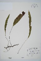 單葉雙蓋蕨藏品圖，第1張