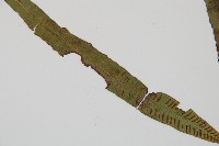 單葉雙蓋蕨藏品圖，第3張