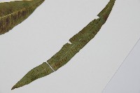 單葉雙蓋蕨藏品圖，第5張