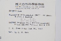 單葉雙蓋蕨藏品圖，第2張