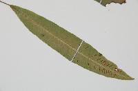 單葉雙蓋蕨藏品圖，第3張