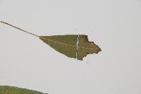 單葉雙蓋蕨藏品圖，第4張