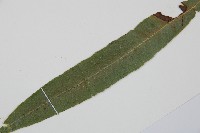 單葉雙蓋蕨藏品圖，第5張