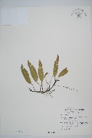 單葉雙蓋蕨藏品圖，第1張