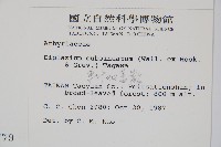 單葉雙蓋蕨藏品圖，第2張