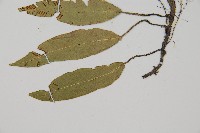 單葉雙蓋蕨藏品圖，第3張