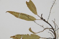 單葉雙蓋蕨藏品圖，第4張