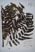 烏來雙蓋蕨藏品圖，第1張