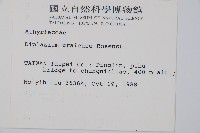 烏來雙蓋蕨藏品圖，第2張