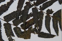 烏來雙蓋蕨藏品圖，第3張