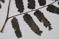 烏來雙蓋蕨藏品圖，第4張