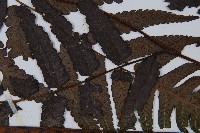 烏來雙蓋蕨藏品圖，第5張