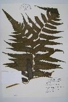 烏來雙蓋蕨藏品圖，第1張