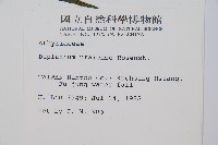 烏來雙蓋蕨藏品圖，第2張