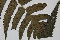 烏來雙蓋蕨藏品圖，第3張