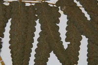 烏來雙蓋蕨藏品圖，第4張