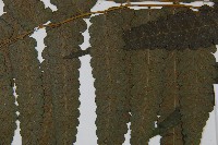 烏來雙蓋蕨藏品圖，第5張