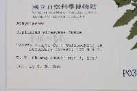 刺柄雙蓋蕨藏品圖，第2張