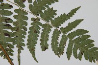 刺柄雙蓋蕨藏品圖，第4張