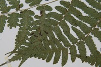 刺柄雙蓋蕨藏品圖，第5張