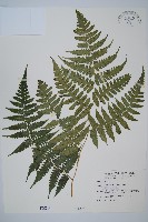 刺柄雙蓋蕨藏品圖，第1張