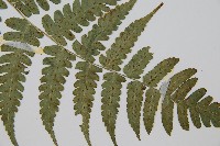 刺柄雙蓋蕨藏品圖，第3張