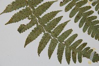 刺柄雙蓋蕨藏品圖，第4張