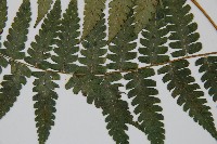 刺柄雙蓋蕨藏品圖，第5張