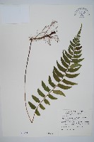 鋸齒雙蓋蕨、線葉雙蓋蕨、刺鱗雙蓋蕨藏品圖，第1張