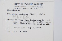 鋸齒雙蓋蕨、線葉雙蓋蕨、刺鱗雙蓋蕨藏品圖，第2張