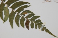 鋸齒雙蓋蕨、線葉雙蓋蕨、刺鱗雙蓋蕨藏品圖，第3張