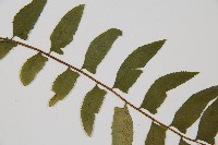 鋸齒雙蓋蕨、線葉雙蓋蕨、刺鱗雙蓋蕨藏品圖，第4張