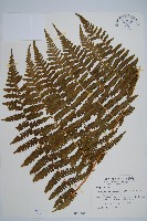 南洋假鱗毛蕨藏品圖，第1張