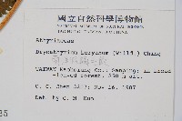 南洋假鱗毛蕨藏品圖，第2張