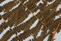 南洋假鱗毛蕨藏品圖，第3張