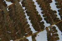 南洋假鱗毛蕨藏品圖，第5張