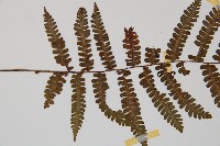 深山蹄蓋蕨藏品圖，第4張