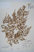 亞德氏蹄蓋蕨、假冷蕨藏品圖，第1張