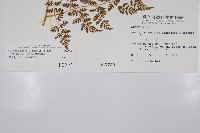 亞德氏蹄蓋蕨、假冷蕨藏品圖，第5張