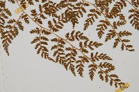 亞德氏蹄蓋蕨、假冷蕨藏品圖，第6張