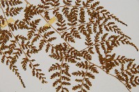 亞德氏蹄蓋蕨、假冷蕨藏品圖，第7張