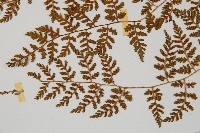 亞德氏蹄蓋蕨、假冷蕨藏品圖，第8張